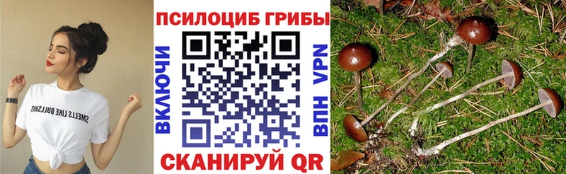 Купить закладки  Сорск  Псилоцибиновые грибы Magic Shrooms 